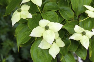 Cornus kousa kräftig 150- 175 cm