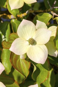 Cornus kousa kräftig 150- 175 cm