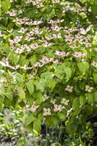 Cornus kousa kräftig 150- 175 cm