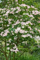 Cornus kousa kräftig 150- 175 cm