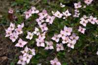 Cornus kousa kräftig 150- 175 cm