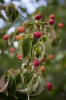 Cornus kousa kräftig 150- 175 cm