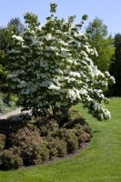 Cornus kousa kräftig 150- 175 cm