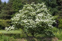 Cornus kousa kräftig 150- 175 cm